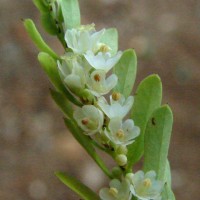 Phyllanthus racemosus L.f.